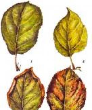 Почему желтеют листья у клематиса Что делать если листья клематиса желтеют