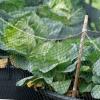Основные капустные вредители и как с ними бороться На капусте дырки что делать
