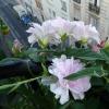 Французские розы в вертикальном озеленении: калистегия
